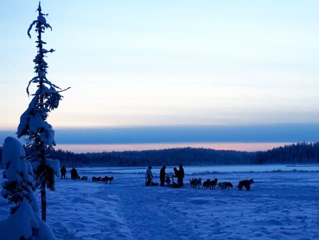 dog sled things to do in alaska