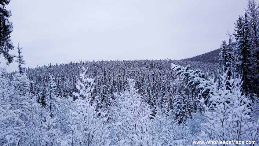 pictures of alaska white trees