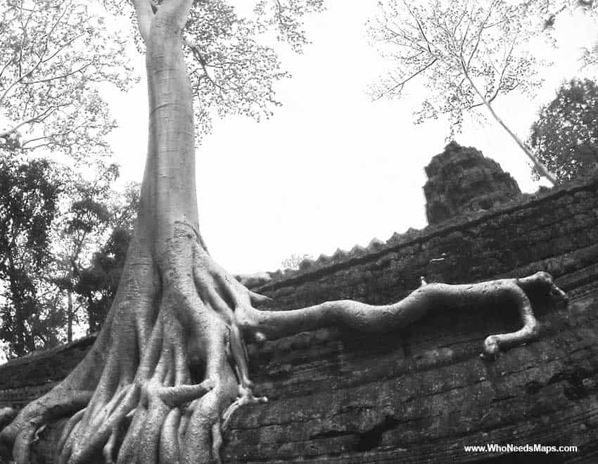 Giant tree on ta prohm - Angkor Wat pictures 