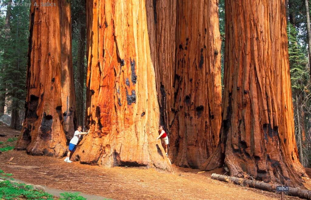 Sequoia Trees - Travel Ideas