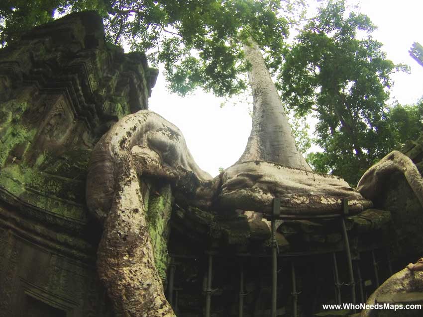 Tree Temple - Angkor Wat