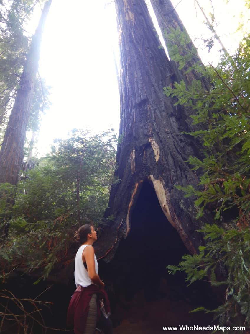 big sur city guide sequoia trees