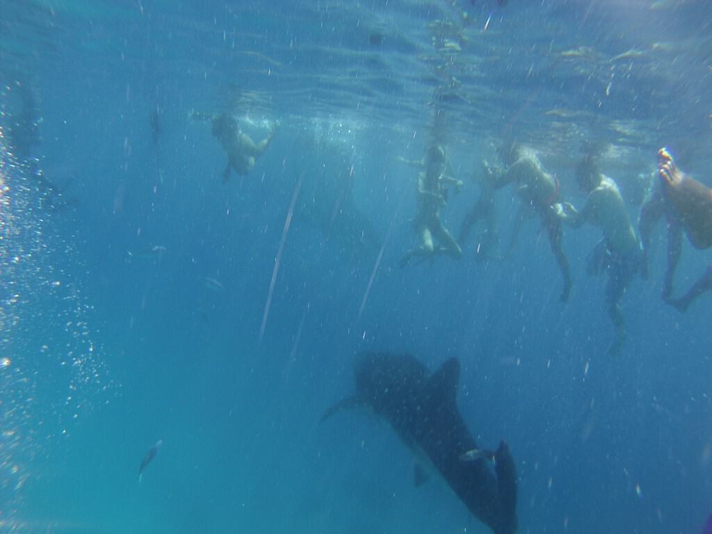 Swim with Whale Sharks - Philippines