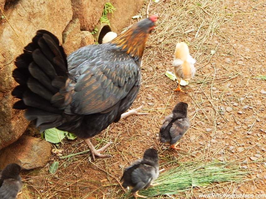 roberts hawaii tour chickens