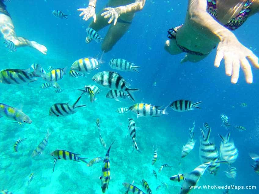 snorkeling philippines - bohol