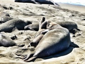 Big sur city guide seals