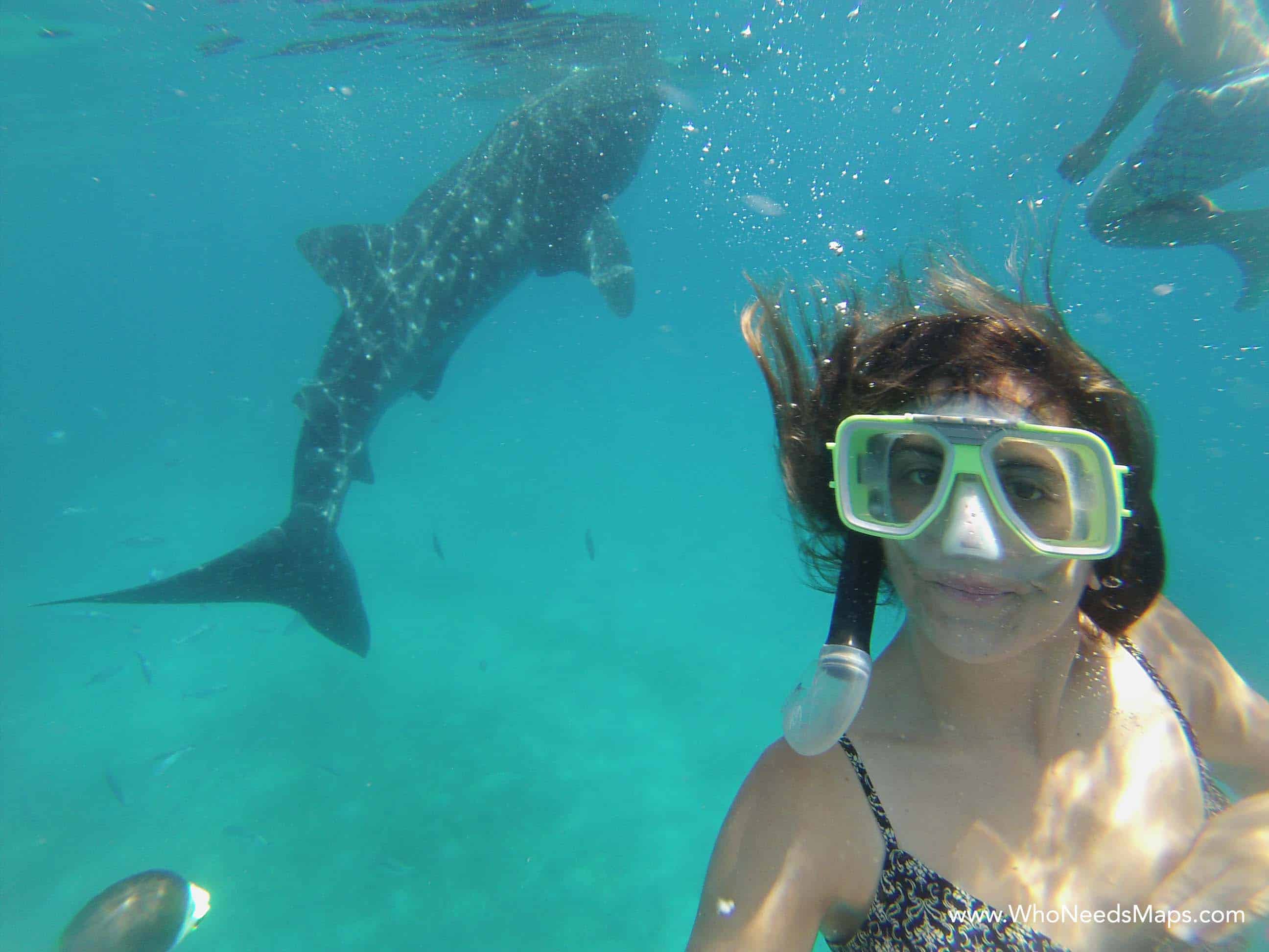 Swimming With Whale Sharks