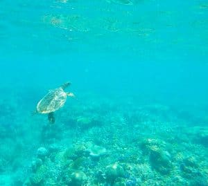 hamilton island travel turtle